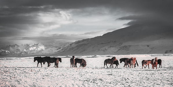 horses on snow field thumbnail