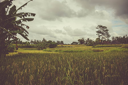 green grasses and trees thumbnail
