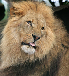 shallow focus photography of brown lion thumbnail