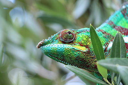 selective focus photography of green and yellow chameleon thumbnail