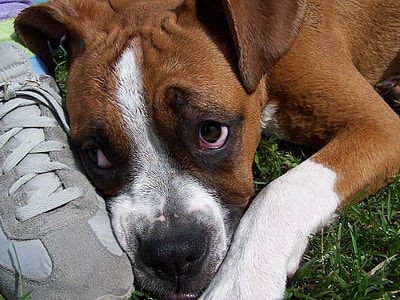 short-coated tan dog lying beside person's shoe thumbnail
