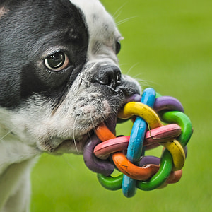 Boston terrier biting plastic ball close-up photo thumbnail
