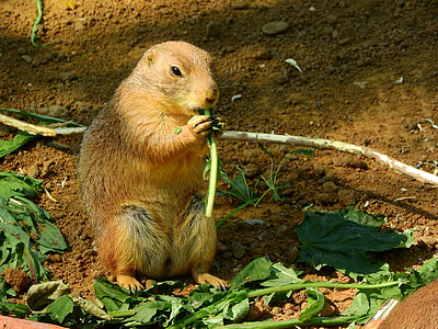 Black-Tailed Prairie Dog thumbnail