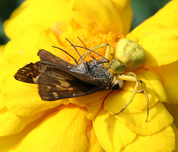 Flower Crab Spider, Genus Misumena thumbnail