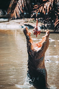 crocodile about to eat food on string during daytime thumbnail