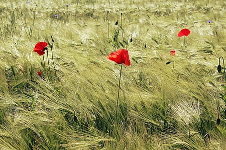 red poppies painting thumbnail