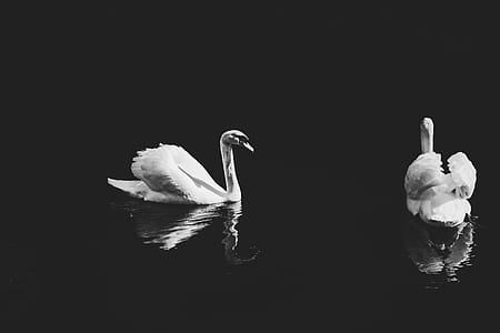 two white swans thumbnail