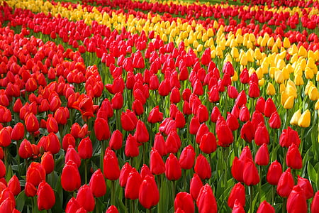 bed of yellow and red tulip buds thumbnail