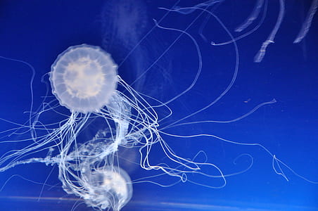 close up photography of jellyfishes thumbnail