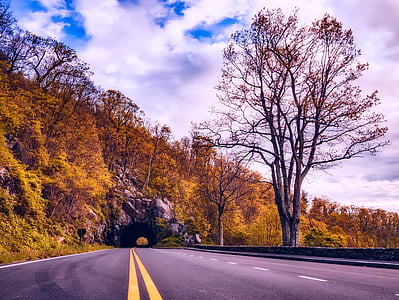 photo of a road between trees thumbnail