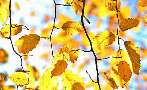 brown tree leaves thumbnail