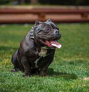 black Pitbull terrier sitting on grass field thumbnail