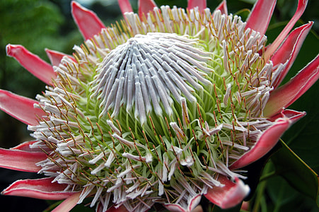 red and green king protea flower in bloom closeup photography thumbnail