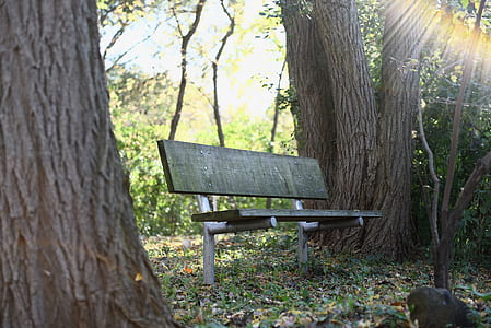 wood, bench, forest, trees thumbnail