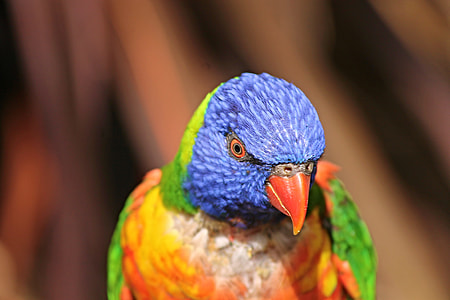 selective focus photo of rainbow lorikeet thumbnail