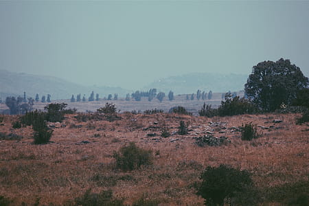 Green and Brown Grass Field thumbnail