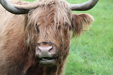 brown yak thumbnail