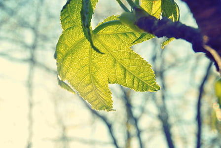 shallow focus photography of green leaf thumbnail