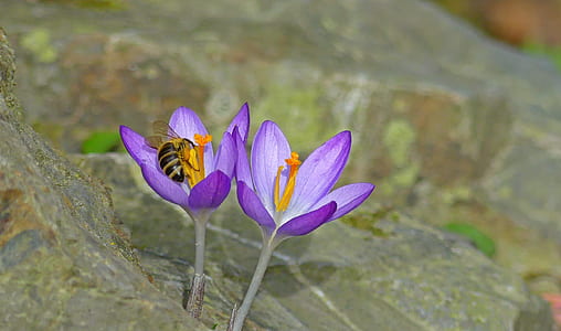 selective focus of purple flowers thumbnail
