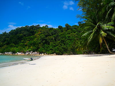 trees beside the seashore thumbnail