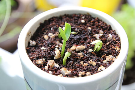 bean sprout plant thumbnail