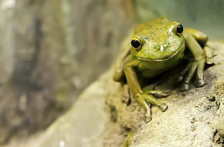 green tree frog in closeup photography thumbnail
