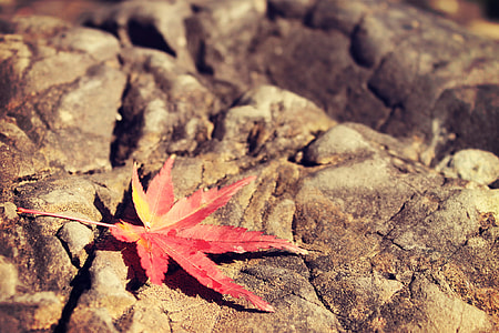 Maple leaf on brown rock thumbnail