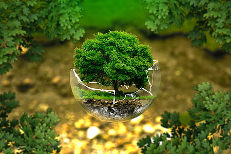 green leaf tree thumbnail