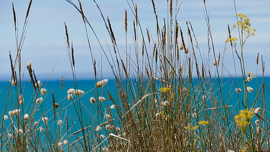 green grass in tilt photography thumbnail
