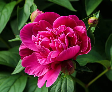 pink flower thumbnail