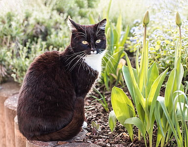 photo of tuxedo cat sitting near green leaf plant thumbnail