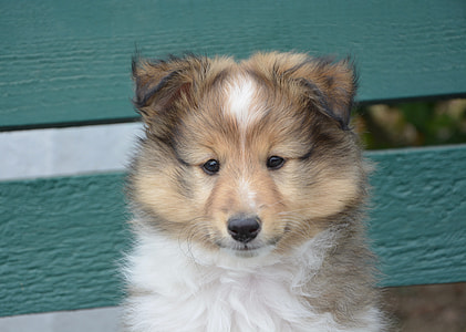 Rough Collie puppy thumbnail