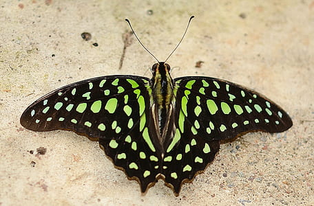 green and black spotted butterfly on beige sand thumbnail