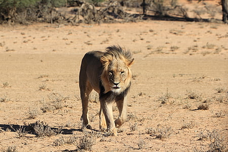 brown lion walking on the sad with grass thumbnail