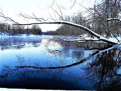 leafless tree covered with snow during daytime thumbnail