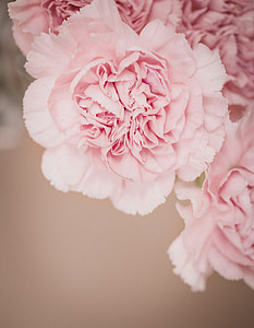 pink carnation flowers thumbnail