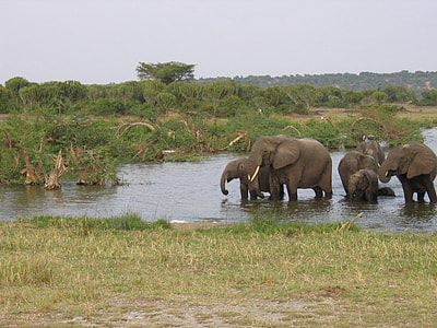 elephants in river near green bushes thumbnail