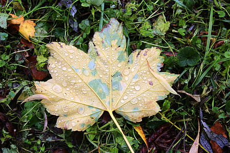 yellow leaf thumbnail