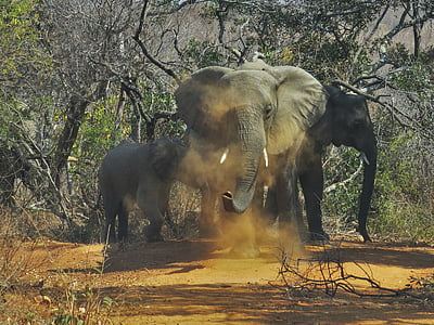 wildlife photography of elephants beside trees thumbnail