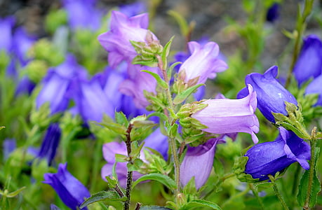 purple and blue flower bloom thumbnail