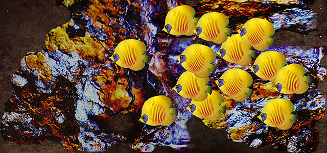 school of yellow fish thumbnail