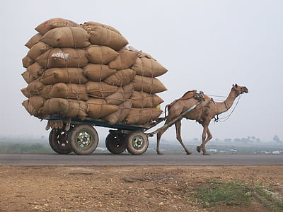 camel pulling wagon full of sacks thumbnail