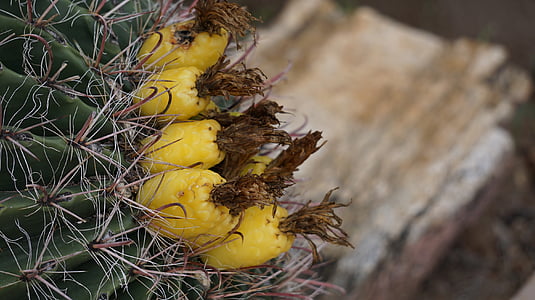 shallow focus photography of yellow fruits thumbnail