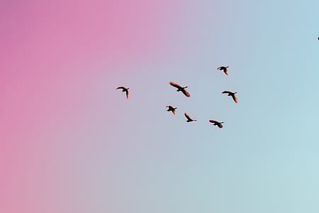 birds soaring under blue and pink sky during daytime thumbnail