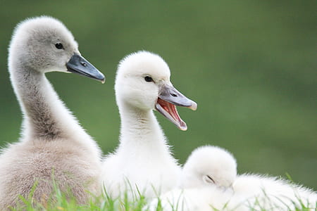 shallow focus photography of white ducks thumbnail