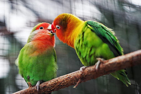 two green-and-red parakeets kissing each other thumbnail