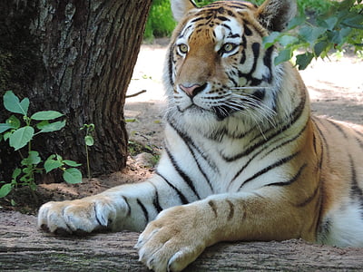 tiger lying near tree thumbnail