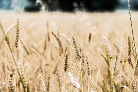 selective focus photo of wheat thumbnail