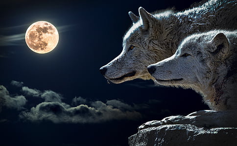 two wolves looking at full moon wallpaper thumbnail