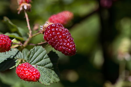 shallow focus photography of red raspberries thumbnail